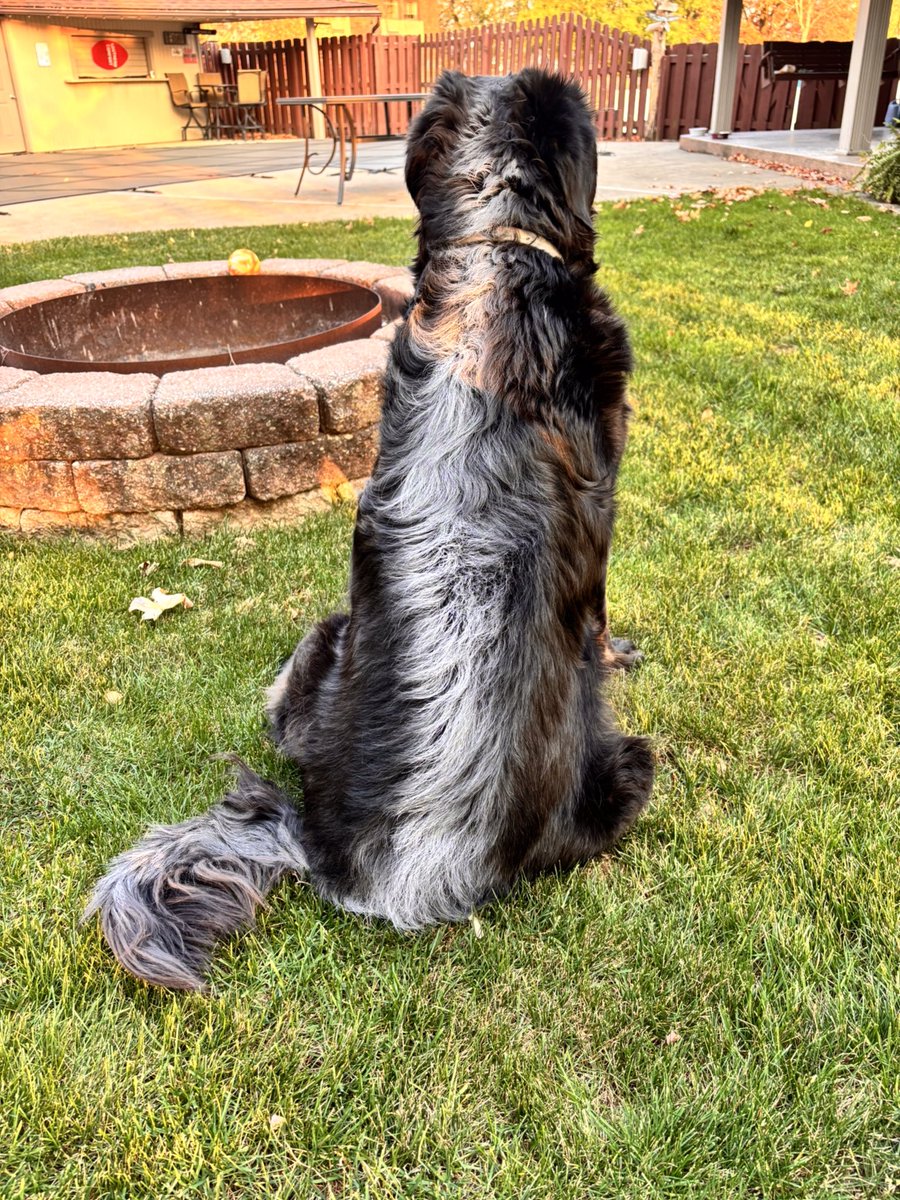 2020Georgee's tweet photo. Pals can you guess what I am? Clue: 🦨 
#dogs #DogsOfHalloween xoxo G 🐾 https://t.co/tZBMxm4aat