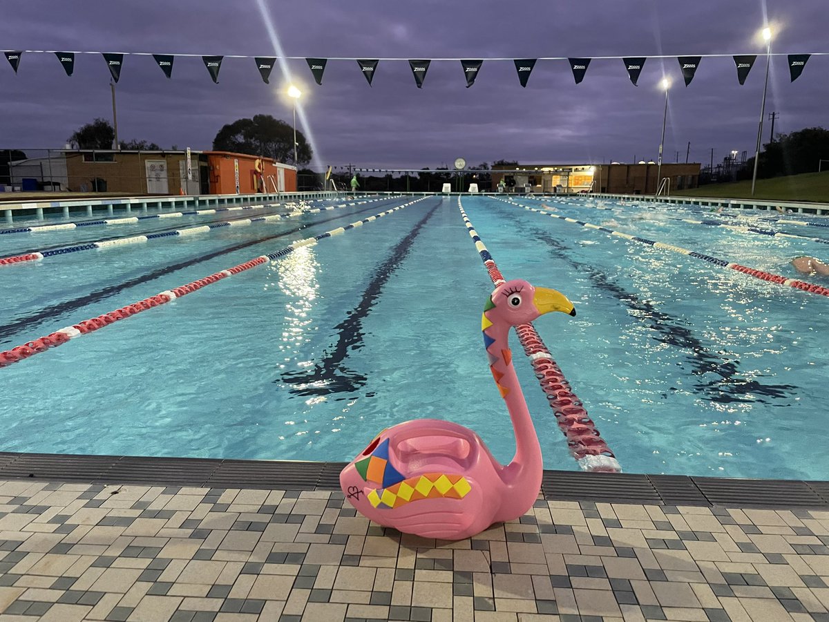 Bundogs's tweet photo. Happy Flamingo 🦩 Friday from the outdoor 50m 😊
The 🦩 was pumped to escape captivity of the indoor 25m 🥵
A special cap presentation to the knuckle heads that do butterfly with me after squad 🤡
Have a wonderful day and happy November #flamingofriday #flamingofetish #newcaps https://t.co/BDabTeQ4EK