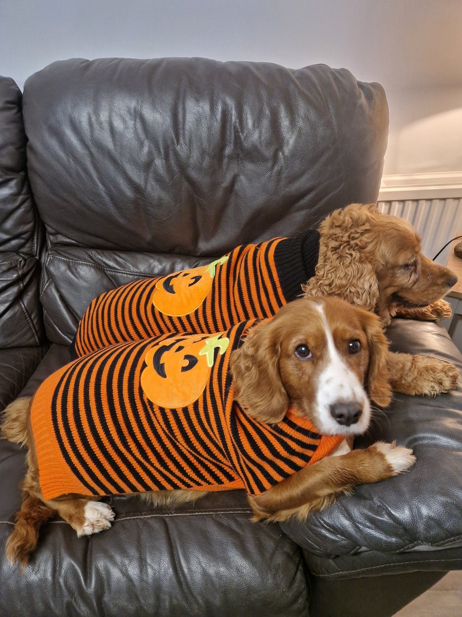 Milly - Golden Bloom Gal tweet media