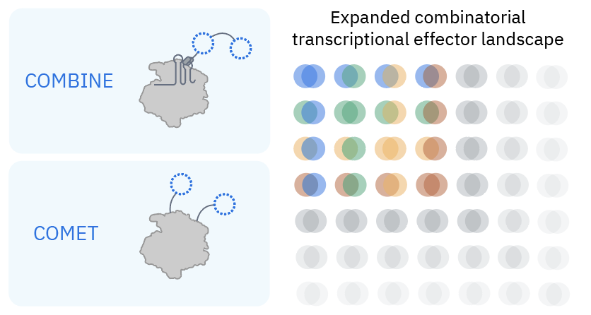 Arc Institute (@arcinstitute) on Twitter photo In back to back preprints from <a href="/arcinstitute/">Arc Institute</a>, the labs of <a href="/LukeGilbertSF/">LukeGilbert</a> and <a href="/pdhsu/">Patrick Hsu</a> present two distinct platforms (COMET and COMBINE) for systematically exploring combinations of protein domains, each of which yielded a diverse range of CRISPR-guided transcriptional effectors In back to back preprints from <a href="/arcinstitute/">Arc Institute</a>, the labs of <a href="/LukeGilbertSF/">LukeGilbert</a> and <a href="/pdhsu/">Patrick Hsu</a> present two distinct platforms (COMET and COMBINE) for systematically exploring combinations of protein domains, each of which yielded a diverse range of CRISPR-guided transcriptional effectors