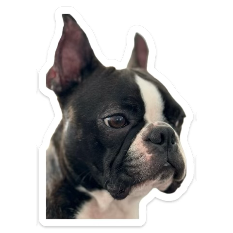 StephBowie101's tweet photo. a little Frank appreciation post 🫶 #goodboy #akc #bostonterrier #frank https://t.co/UwKyqWVgVU