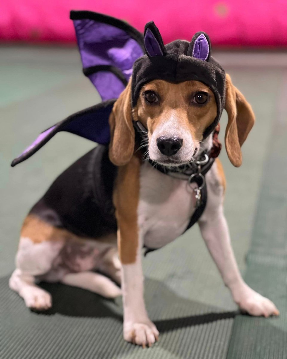 beaglefreedom's tweet image. 🎃 BFP Alumni Halloween Costume Party (Part Two!) 🎃

We can hardly handle so much spooky cuteness! Which costume is your favorite? 

We hope everyone has a safe and exciting Halloween Night! 🦇

 #beaglefreedom #bfp #beaglefreedomproject