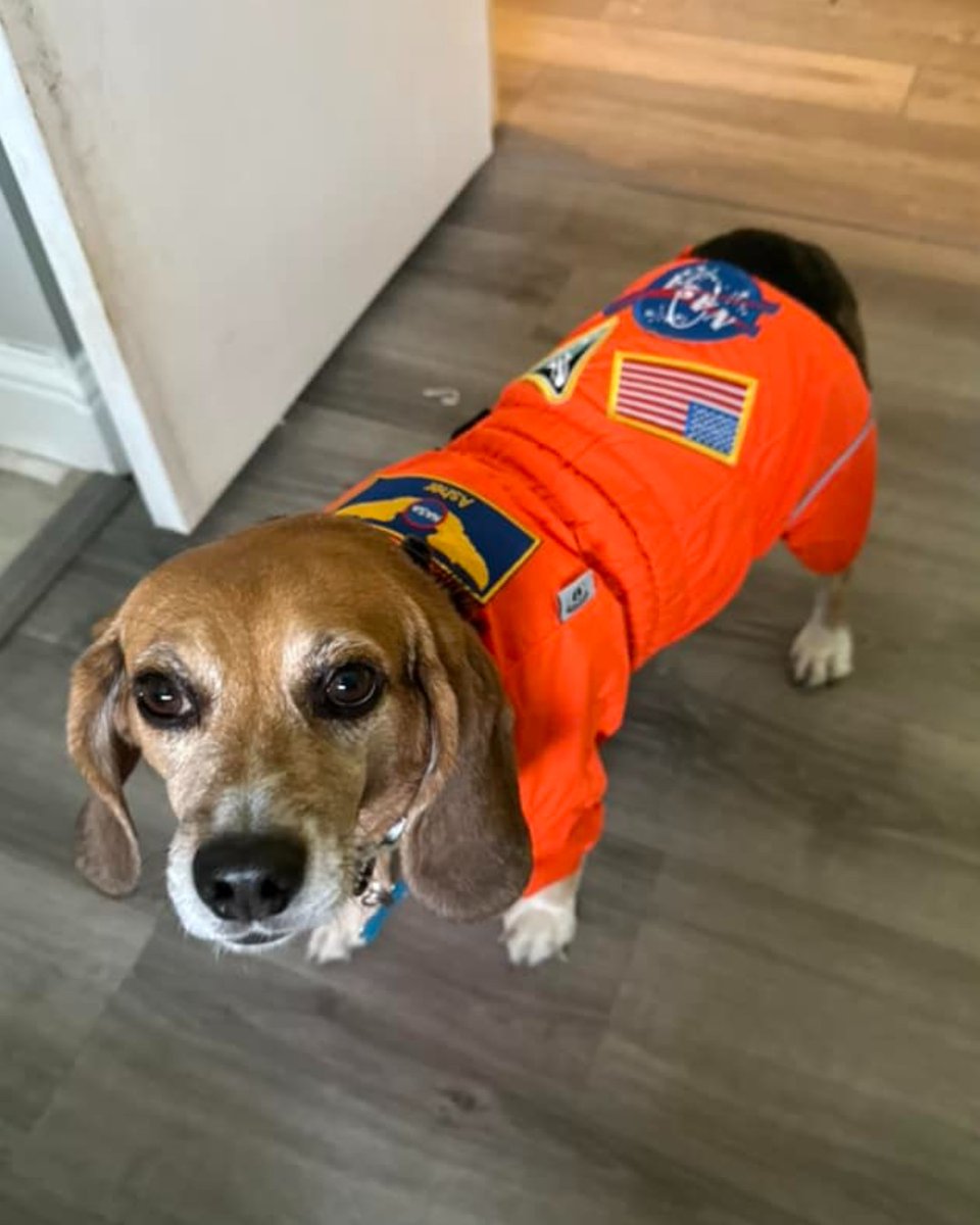 beaglefreedom's tweet image. 🎃 BFP Alumni Halloween Costume Party (Part Two!) 🎃

We can hardly handle so much spooky cuteness! Which costume is your favorite? 

We hope everyone has a safe and exciting Halloween Night! 🦇

 #beaglefreedom #bfp #beaglefreedomproject