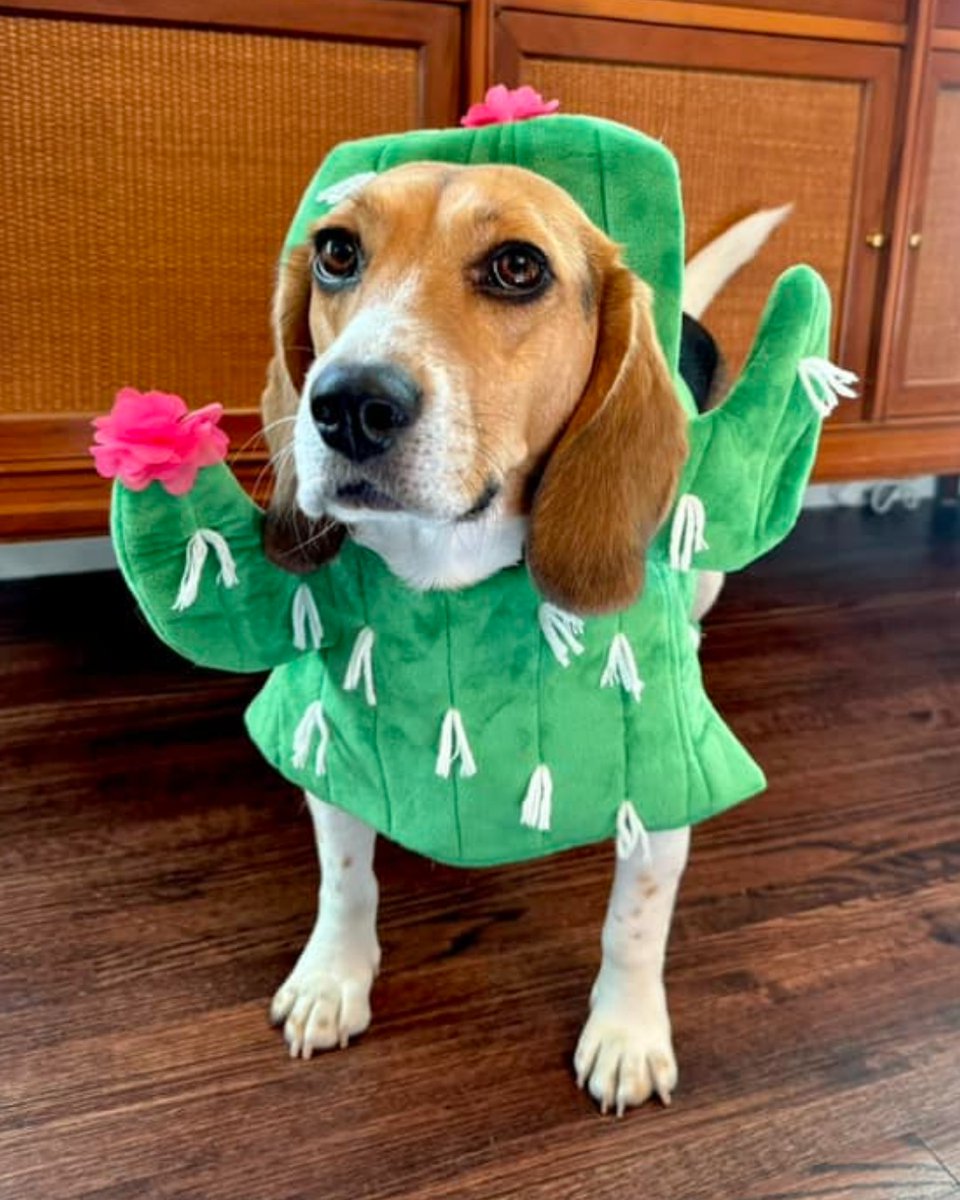 beaglefreedom's tweet image. 🎃 BFP Alumni Halloween Costume Party (Part Two!) 🎃

We can hardly handle so much spooky cuteness! Which costume is your favorite? 

We hope everyone has a safe and exciting Halloween Night! 🦇

 #beaglefreedom #bfp #beaglefreedomproject