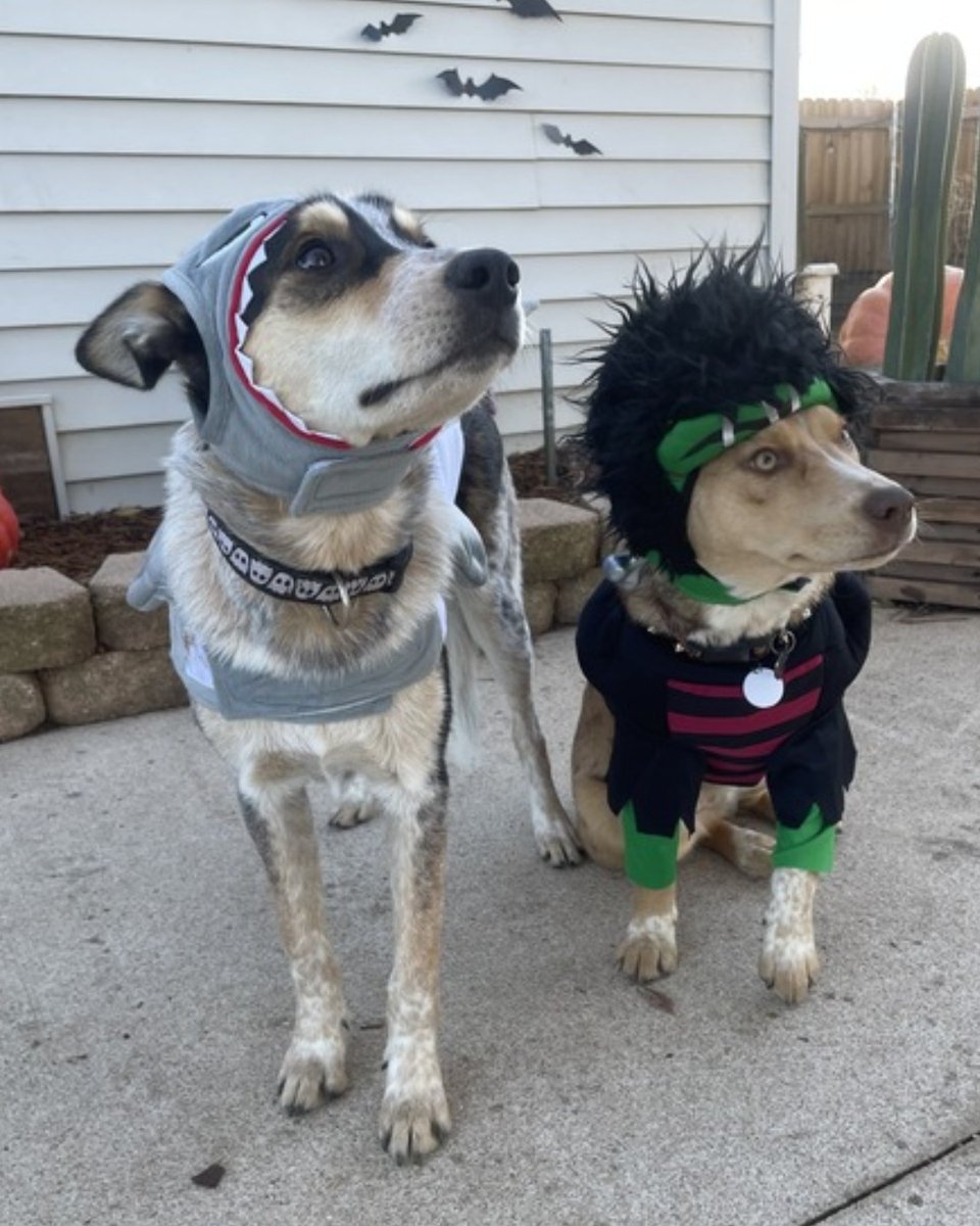 beaglefreedom's tweet image. 🎃 BFP Alumni Halloween Costume Party (Part Two!) 🎃

We can hardly handle so much spooky cuteness! Which costume is your favorite? 

We hope everyone has a safe and exciting Halloween Night! 🦇

 #beaglefreedom #bfp #beaglefreedomproject