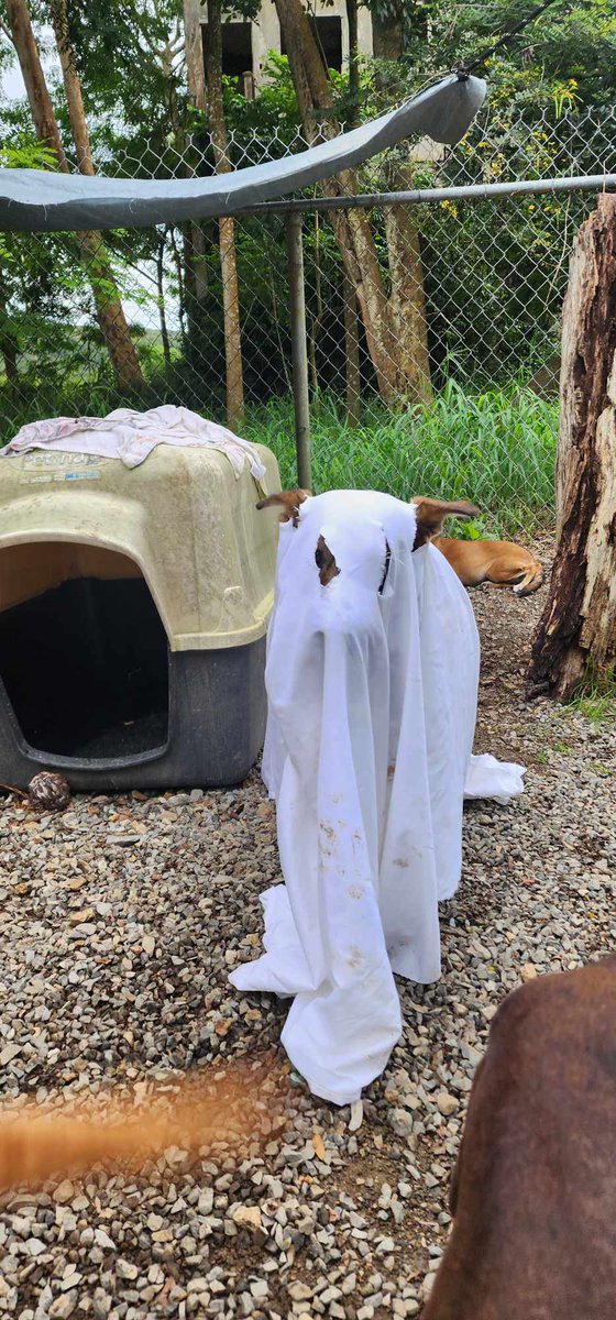 SARAÍ, LA FANTASMA AMISTOSA

Saraí quiso unirse a la diversión fantasmagórica, y tricoteó todo el día.

No recibió dulces, pero sí muchas caricias y palabras de amor.

¿Qué es lo que realmente quisiera recibir en su calabasita? La noticia de haber encontrado un hogar permanente.