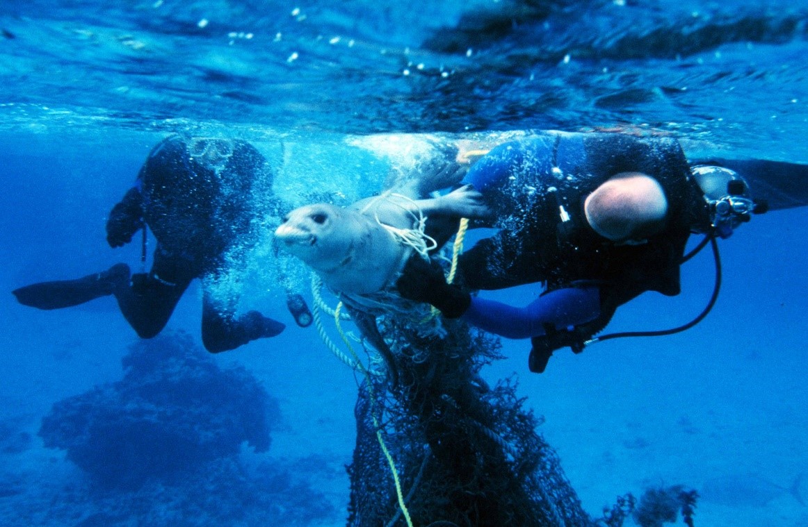 UBC Oceans (also found at ubcoceans.bsky.social) (@ubcoceans) on Twitter photo The haunting legacy of #ghostgear. Some “legacy” gear has been floating around the ocean for decades, whereas much can catch and entangle species such as #whales, other marine mammals (as seen in today's story out of @VAMMR)
oceans.ubc.ca/2024/10/31/hau… <a href="/ubcscience/">UBC Science</a> <a href="/UBCAnth/">UBC Anthropology</a> <a href="/ubcnews/">UBC Media Relations</a> The haunting legacy of #ghostgear. Some “legacy” gear has been floating around the ocean for decades, whereas much can catch and entangle species such as #whales, other marine mammals (as seen in today's story out of @VAMMR)
oceans.ubc.ca/2024/10/31/hau… <a href="/ubcscience/">UBC Science</a> <a href="/UBCAnth/">UBC Anthropology</a> <a href="/ubcnews/">UBC Media Relations</a>