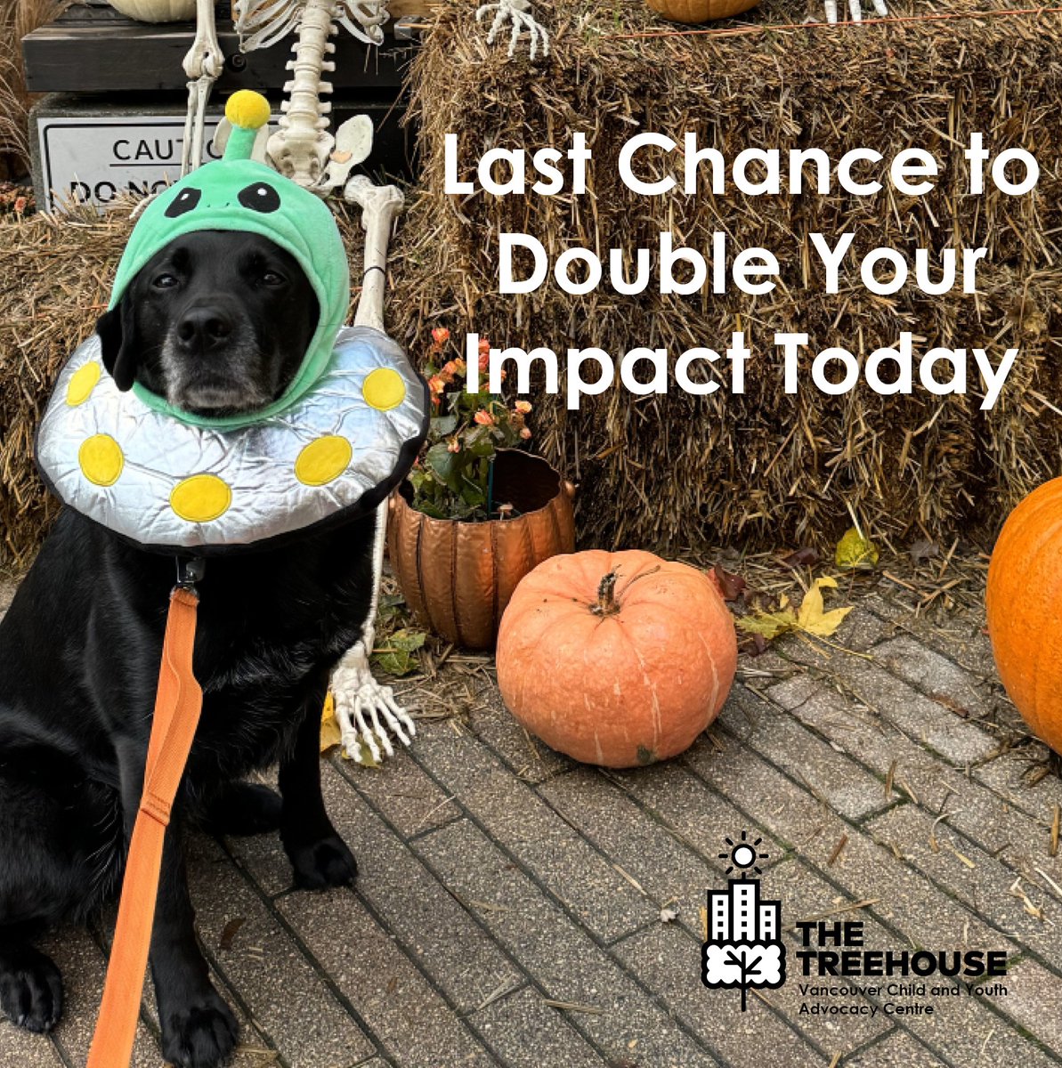 TreehouseCYAC's tweet photo. 👻 It’s Halloween and the last chance to DOUBLE your impact! 👻I’m Nessa, the support dog at The Treehouse. Today is your last day to have your donation matched, helping kids heal from trauma.

Make this Halloween a little brighter for kids in need! 
https://t.co/Nm5aDJBysv https://t.co/Qcglg1pAhe