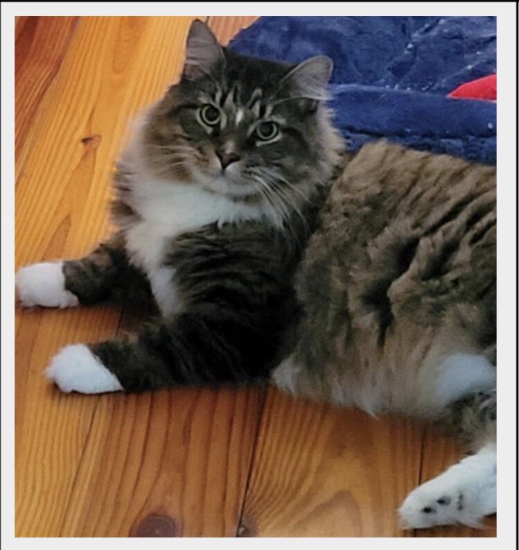 KizzyConCarne's tweet photo. @realpeteyb123 Get a big boy (17 lbs here) like my Milo aka Mr. Big and, trust me, your pup will learn fast what FAFO means! I just adopted him a month ago 🥰 https://t.co/vU4aEXB7hu