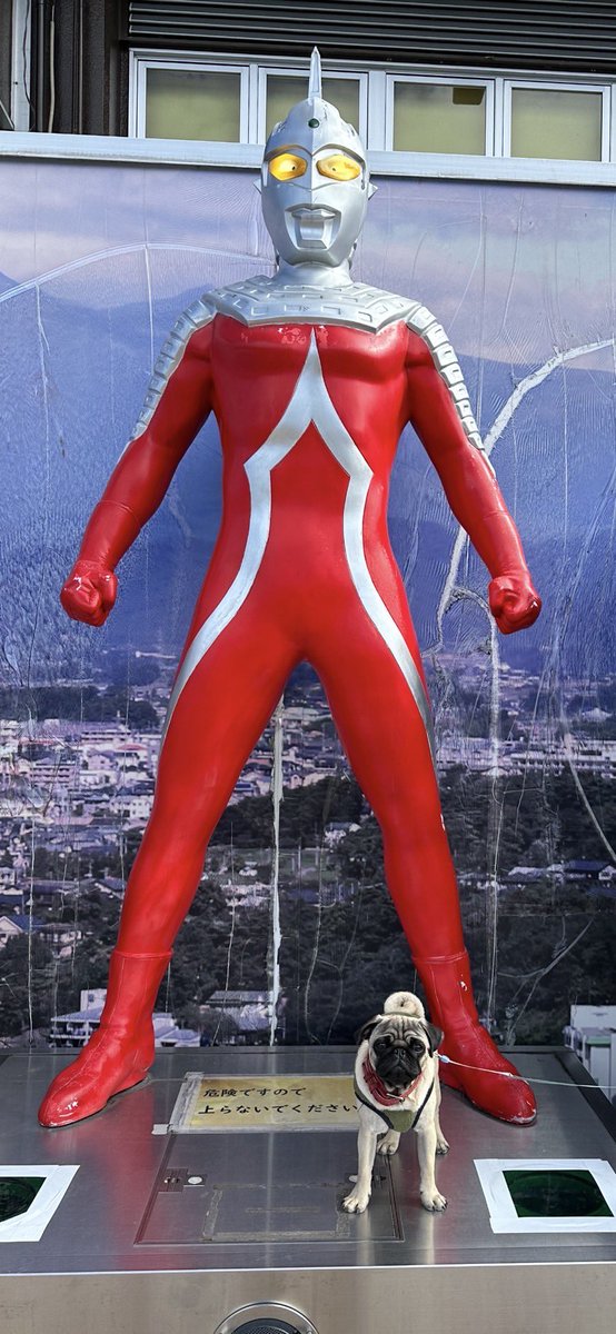 🌹🌹shigemi🌹🌹 tweet media