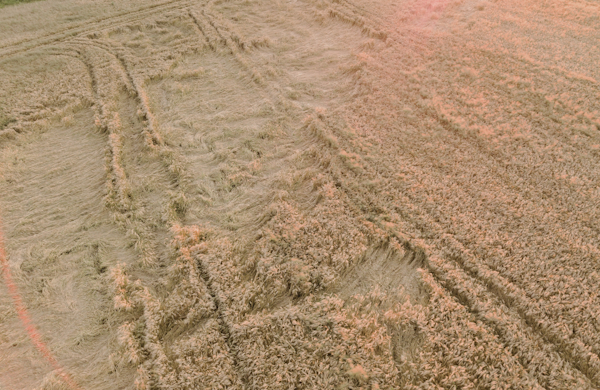 Considering trying #PlantGrowthRegulators next season? Chris Holzapfel <a href="/CBHolz13/">Chris Holzapfel</a> with <a href="/IHARF_SK/">IHARF</a> will be at BarleyBin LIVE on Dec 5 to answer them. 

Submit your question in advance or come and ask in person. 
🎫 eventbrite.ca/e/the-barleybi…

#SaskAg #PGRQuestions