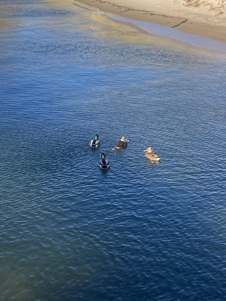 TMorphos's tweet image. 