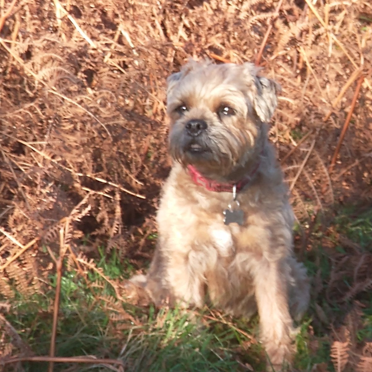 Maisie-Moo 🐿️🐾 🌈 tweet media
