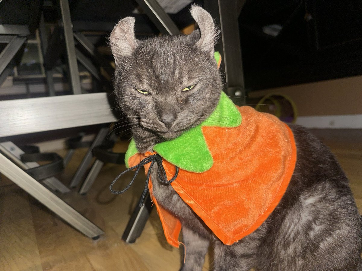 reesebepuffing's tweet photo. he’s in his costume https://t.co/nGhd5AE9CY