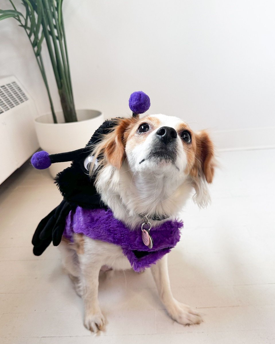 heyitsMaven's tweet photo. Happy Howl-o-ween from Bagel the Bug, Buster the Bat, and the rest of the Maven team! 🐜 🎃 🦇 https://t.co/ykvI1CwvMH