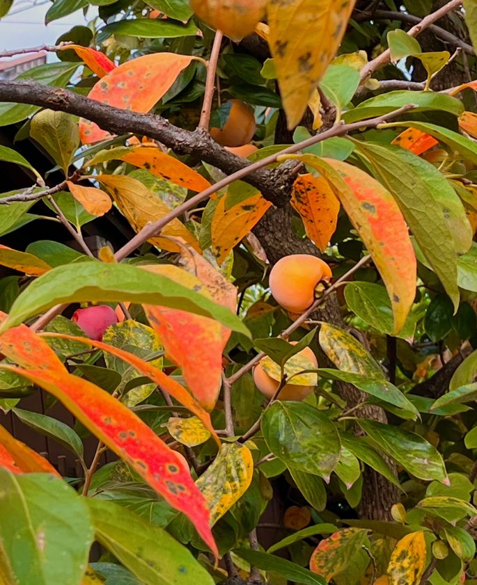 convertech_JP's tweet image. おはようございます
東京は☀️11.4℃ ひんやり〜

#月刊コンバーテック 12月号
スタートです❣️
#TOKYOPACK #高機能素材Week を取材し あとは書くだけ💦

今日もよろしくお願いします🙇‍♀️
#企業公式が毎朝地元の天気を言い合う
 #月刊コンバーテック