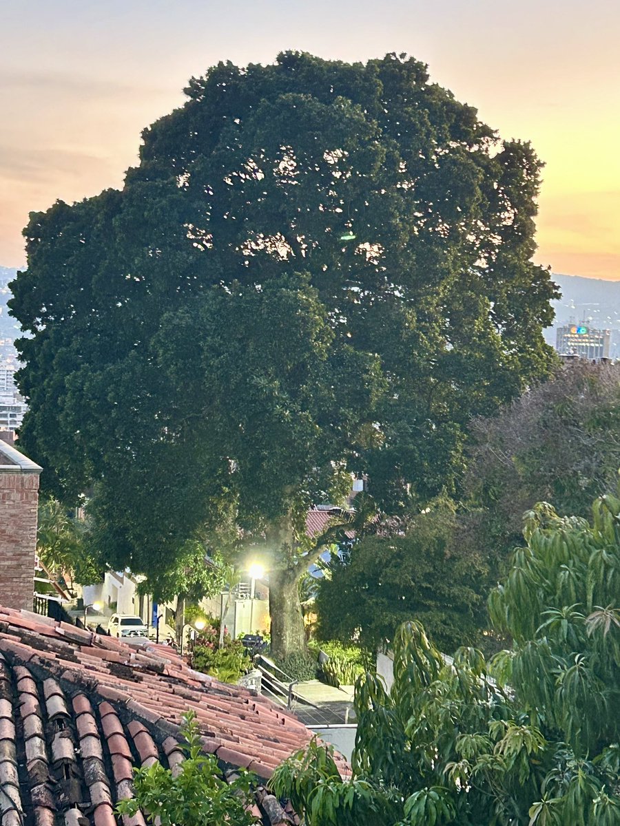 hilarialui's tweet image. En Caracas quedan muchos árboles hermosos, que no han sido malogrados por el hombre, este es uno de los afortunados y sin duda alguna, uno de los más bellos