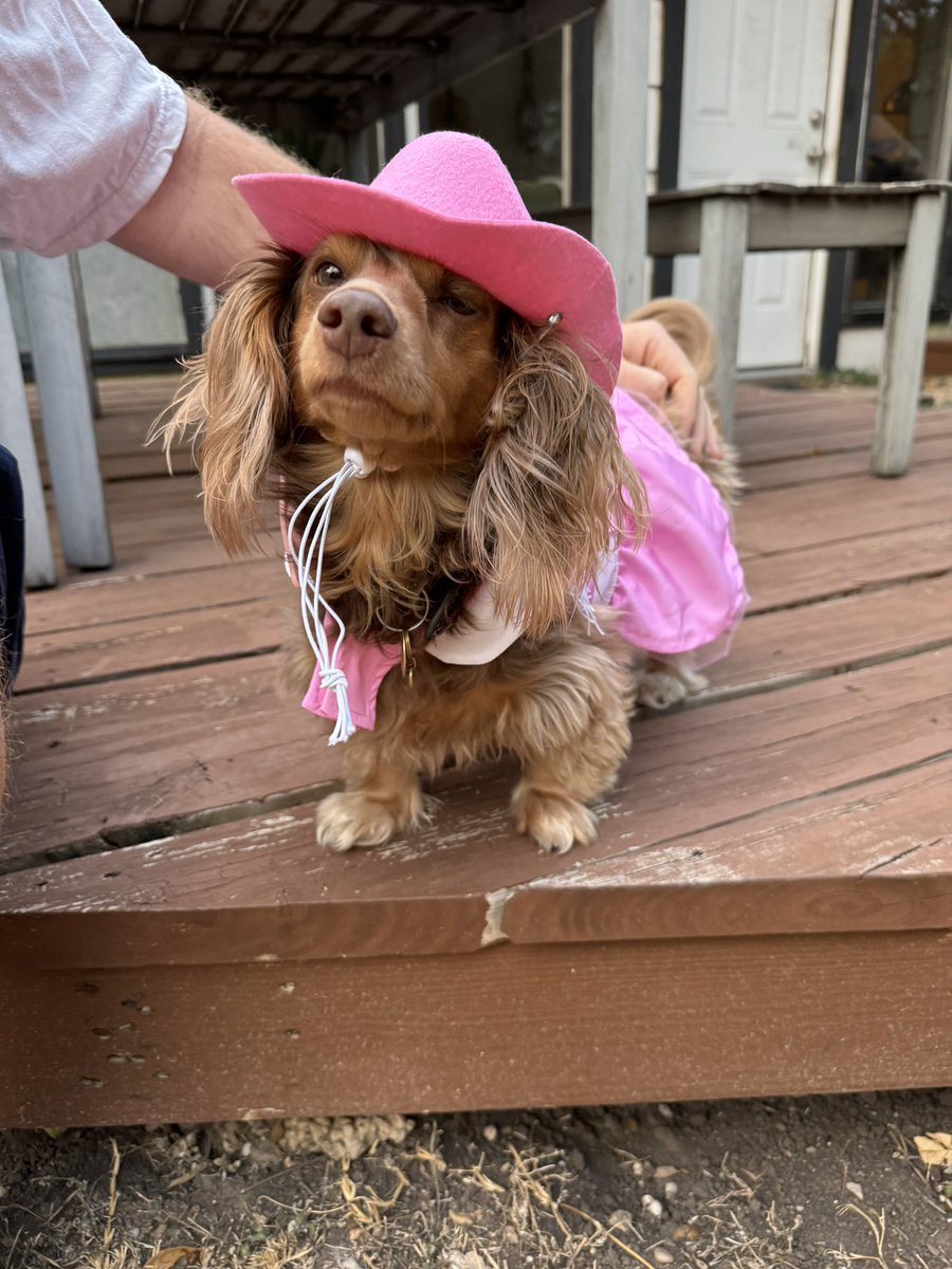 doggy parton? or dolly barkin?