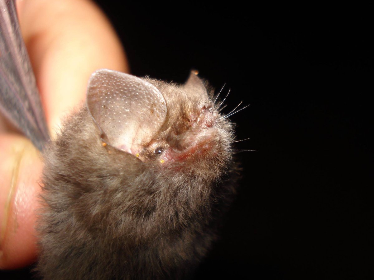 Two recently accepted articles that will help telling us more about this pretty little and lovely guy! 🦇