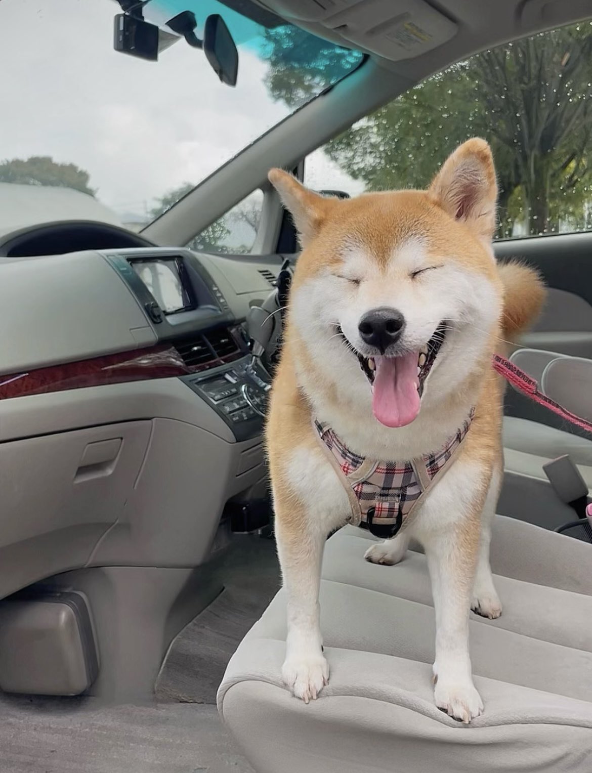 俺の名を言ってみろ！♡】柴犬 犬 キャンバスF3号 BAEZ3