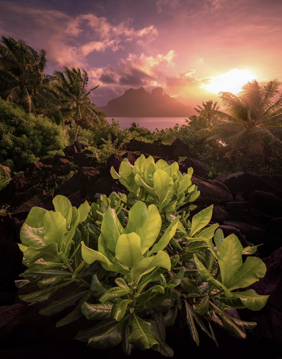 Polynesian Mornings…