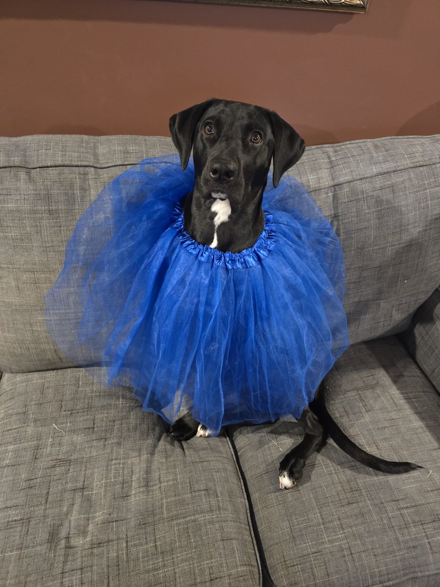 Steven Morabito tweet media