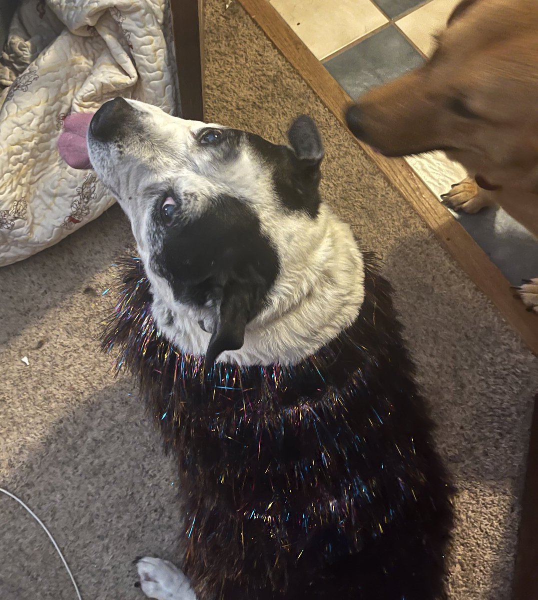 My sister is in the queue and Penny is cheering her on while wearing her Karma coat. Fingers crossed we get tickets! #IndyTSTheErasTour