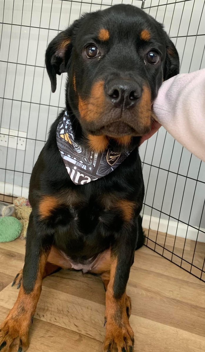 rosiedoc666's tweet photo. #DORSET
“Our dog has #bolted after getting scared because people can’t keep #fireworks to the 5th 😡 last seen on Herbert Avenue and answers to the name Rey! Please let me know if you see her”
@BBCDorset @Dorsetecho @DorsetNewsdesk @JacquiSaid @BitofDecorum @RachaelB100 @bs2510 https://t.co/65MA6tmaER