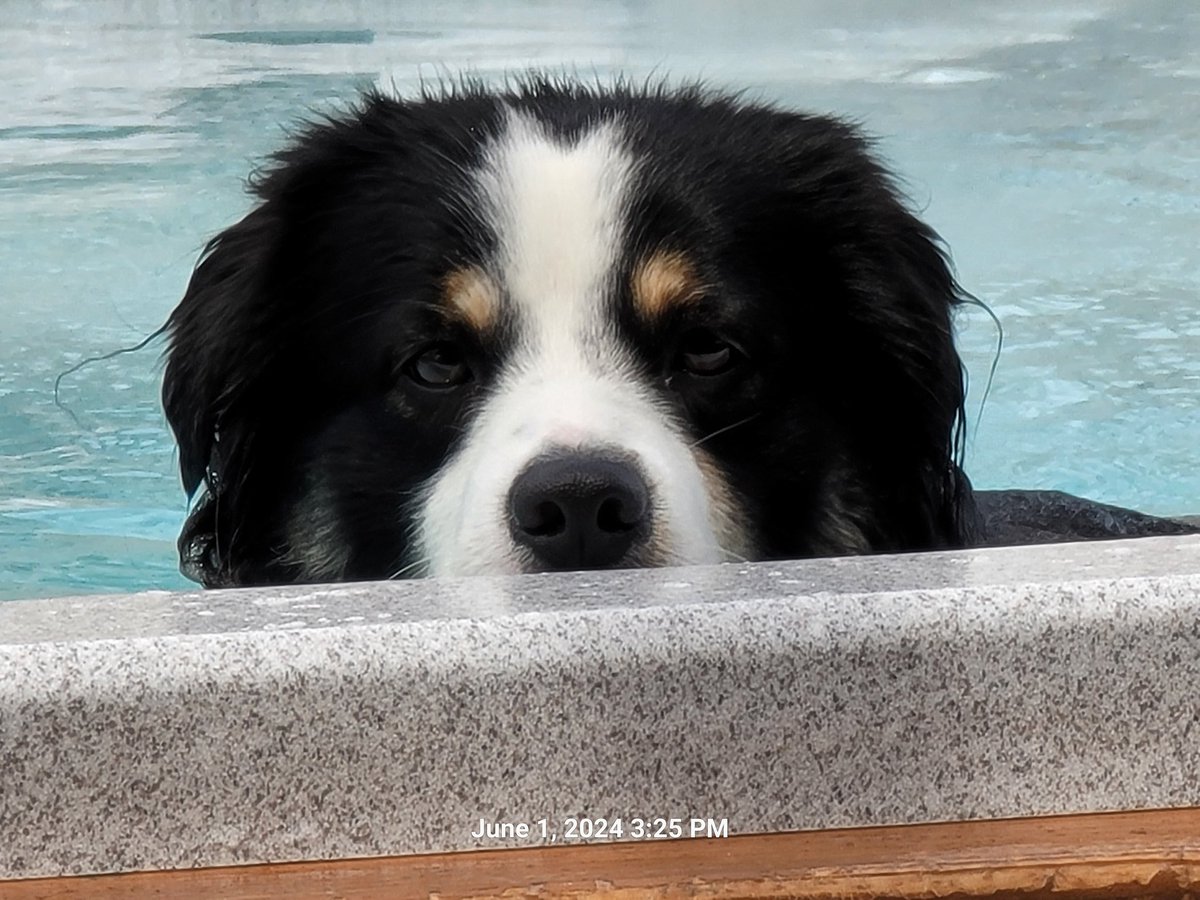 CindyGullen's tweet photo. @dogeofficialceo Kirby Panda Gullen. #miniaussie #wigglebutt https://t.co/BzRqlSE4wn