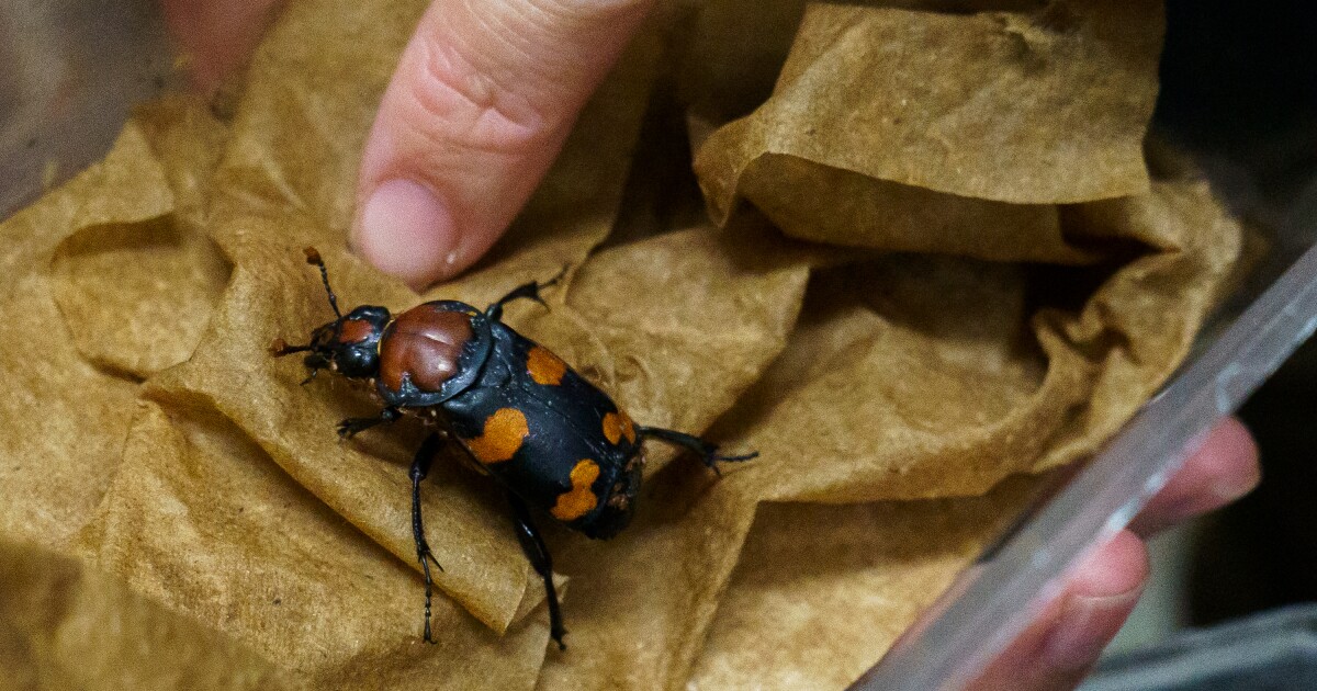A Midwest beetle that needs corpses to survive is dying out. But there’s still hope radio.wcmu.org/2024-10-31/ame…