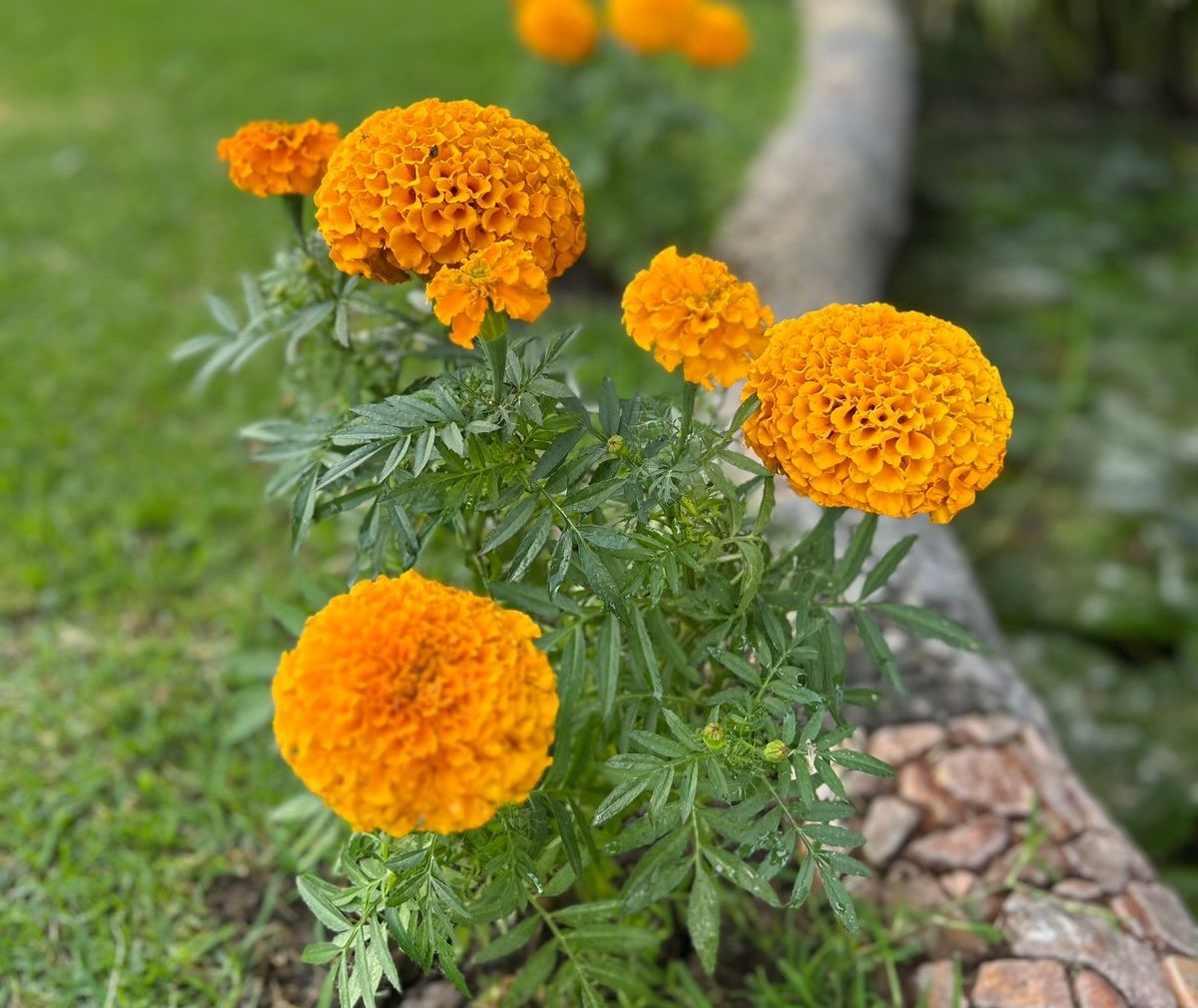 ViajesRevista's tweet image. Explorando Guadalajara:Iniciamos recorrido con el municipio de Chapala

revistaviajesdigital.com/noticias/4234-… 

#VOLARIS #ViajaVolaris #flyvolaris#revistaviajesdigital #costarica #LagoChapala#Cempasuchil#Michtlan #mexico #guadalajara #chapala #jalisco #lagodechapala