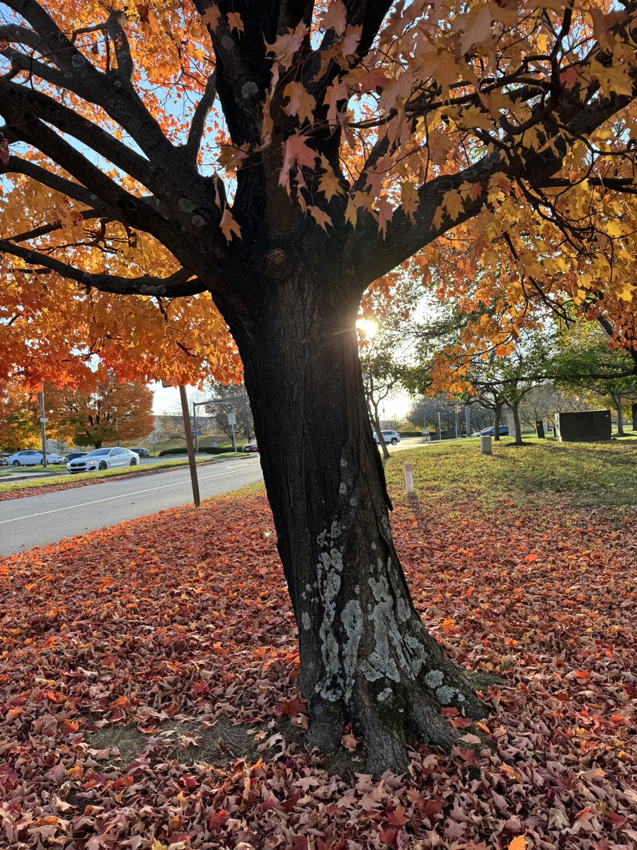 DaveSG's tweet photo. @capitalweather #CWGFALL. Columbia MD. https://t.co/vhsbI99gRh