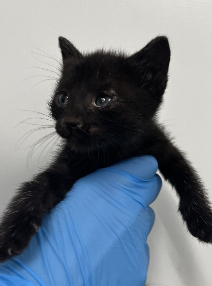 NYC's DEATH ROW CATS tweet media