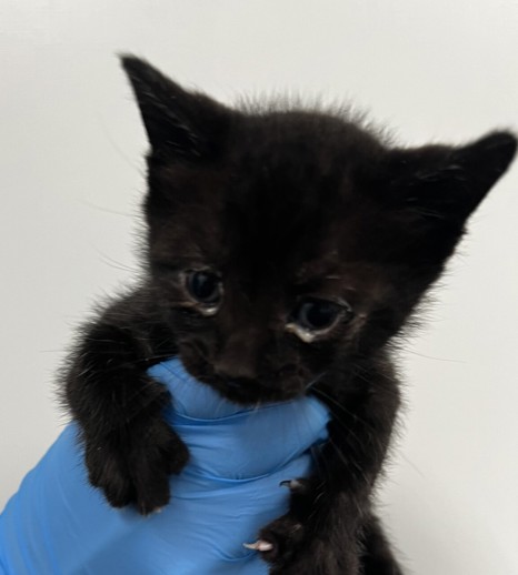 NYC's DEATH ROW CATS tweet media