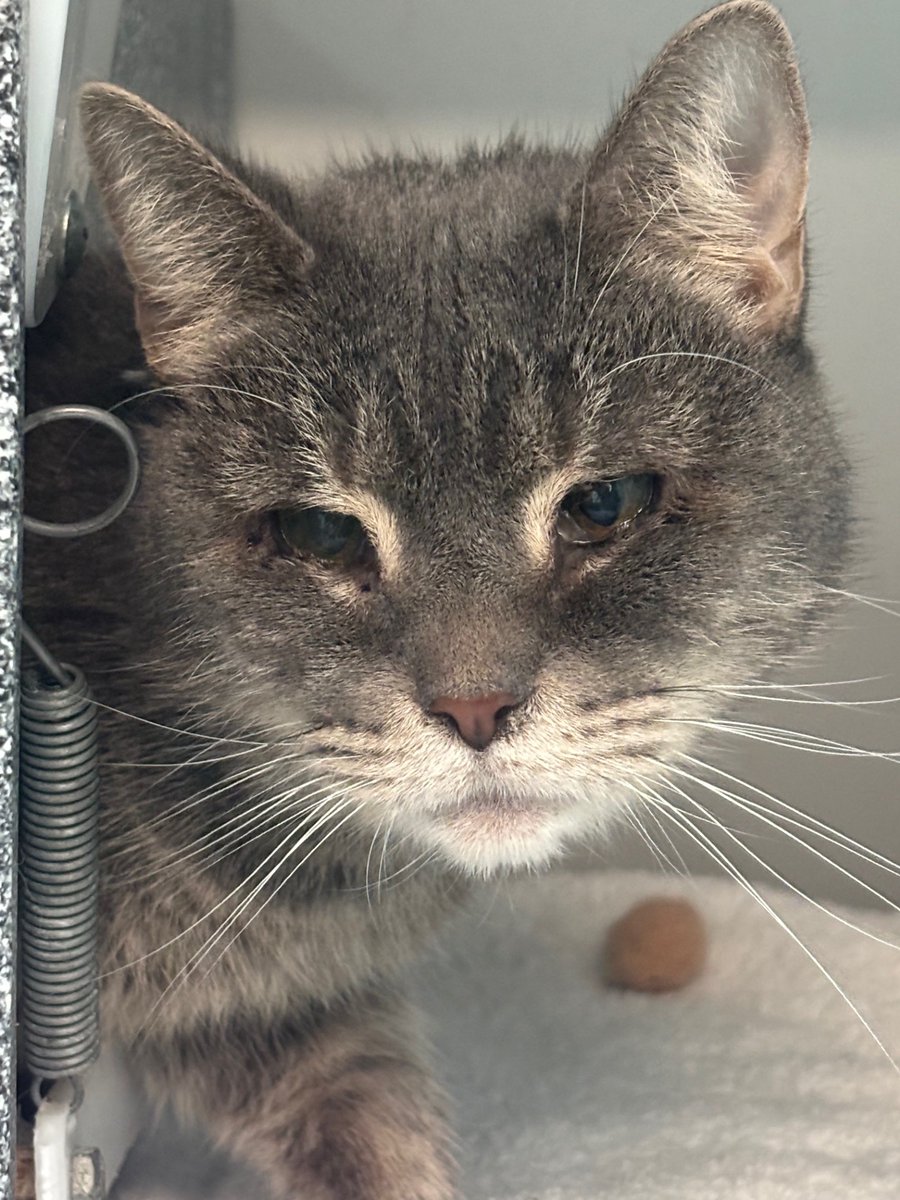NYC's DEATH ROW CATS tweet media