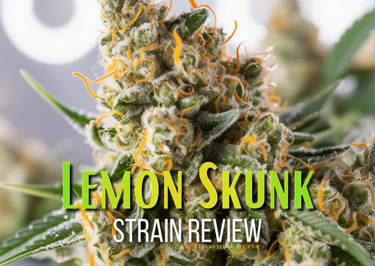 getbudslegaliz's tweet image. 🍋🌿 Lemon Skunk Strain Review &amp;amp; Growing Guide is live! Discover the zesty flavors, uplifting effects, and top tips for growing this delightful strain. Perfect for both new and seasoned growers! 🌱✨ #Cannabis #LemonSkunk #GrowingGuide
getbudslegalize.com/lemon-skunk-st…