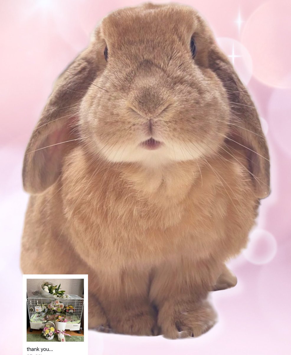 max、11年間ありがとう！
うさ友さん
繋がってくださって本当にありがとう！