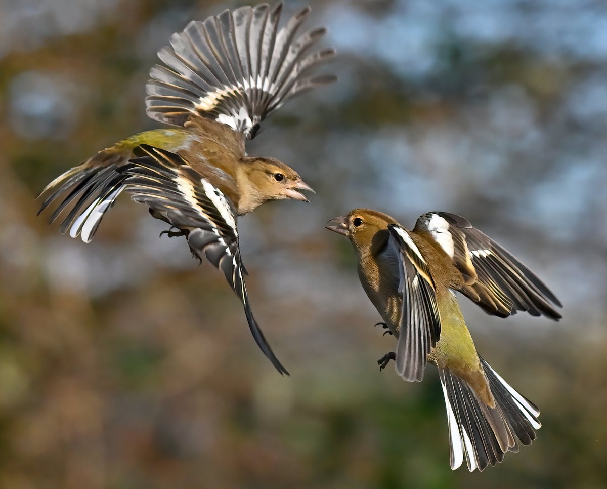 CarlBovisNature's tweet photo. Female Chaffinches having a mid-air disagreement! 😁😍🐦
It's Friday.... you know what to do. 😉🙏🥰 https://t.co/bKEl5iLE3O
