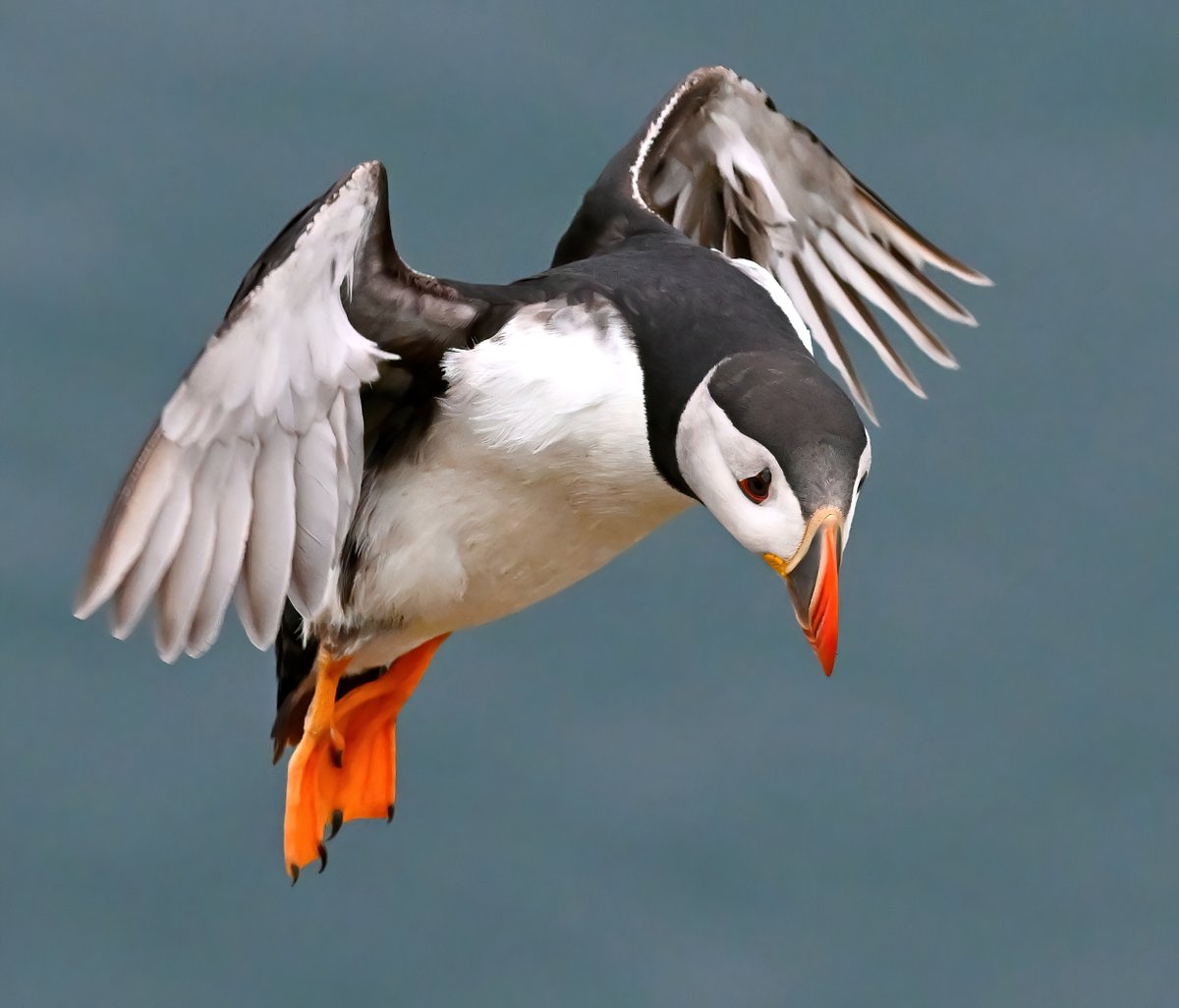 Carl Bovis tweet media