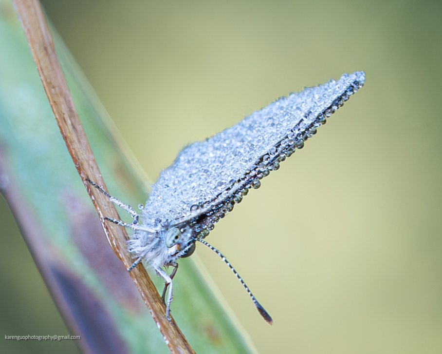KarenguoPhoto's tweet photo. #butterfly https://t.co/SyCDMwrZsV