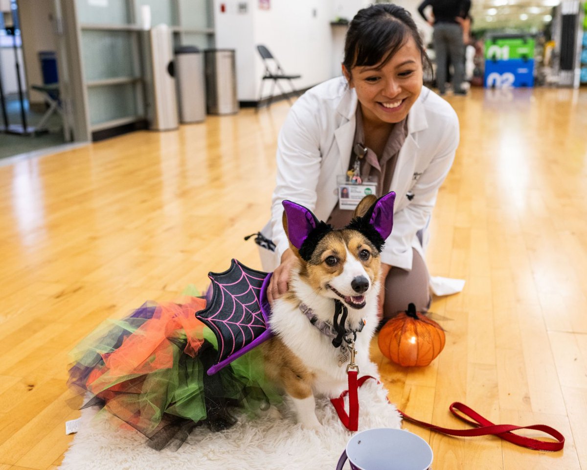 UTMDAnderson's tweet photo. Furry friends donned their Halloween finest today while spending time with our employees, while they relieved some stress and delighted in the festivities. #PawsForTherapy #Halloween #MDAnderson #MDAndersonCancerCenter #EndCancer https://t.co/82aTr7uO6Y