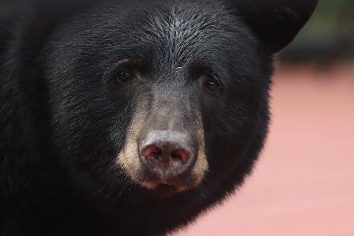 It’s that moment when your eyes first meet …..boo. 

#bearlover #backyardbearing