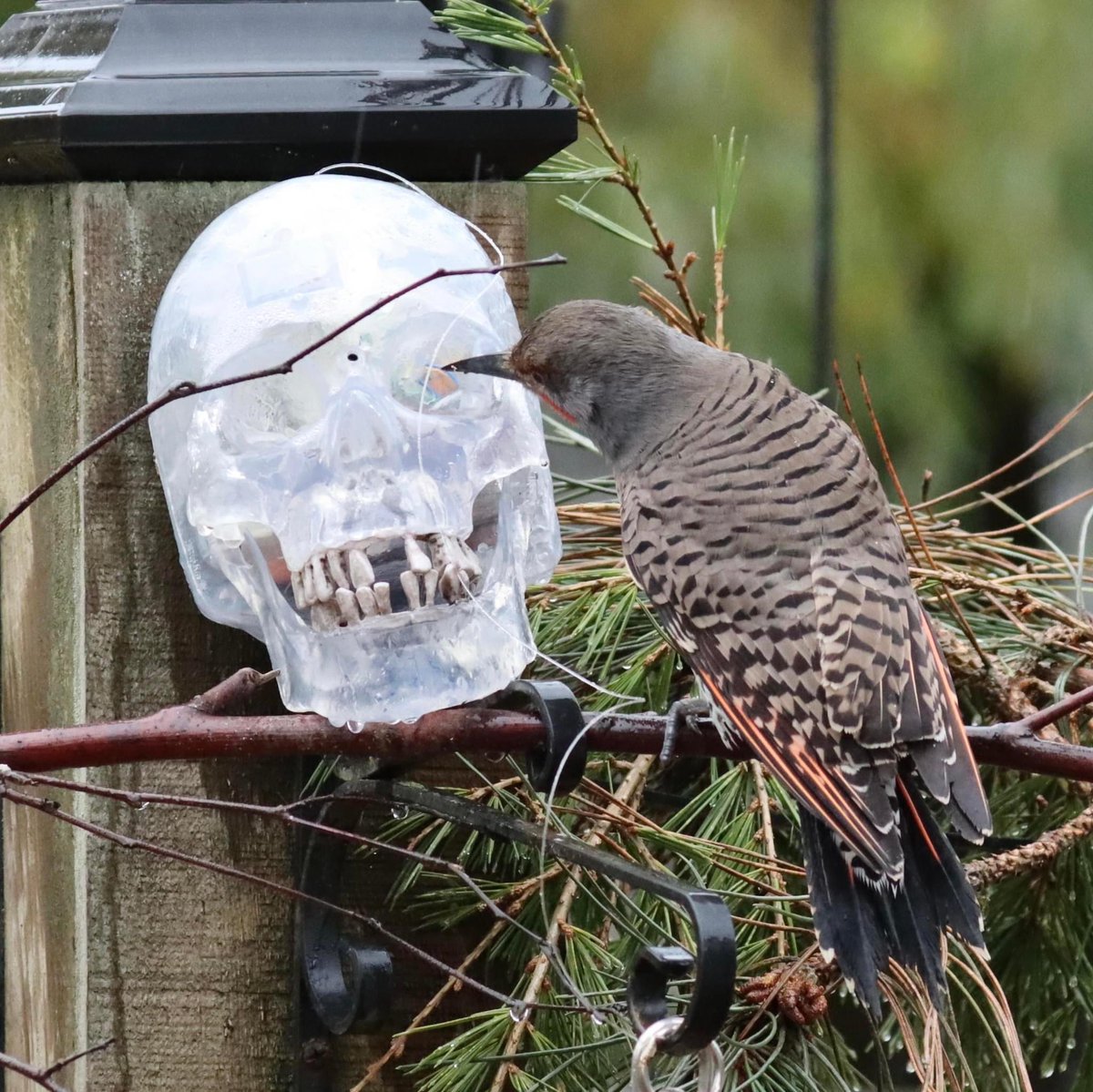 The moment your eyes are sore ….

#halloween24