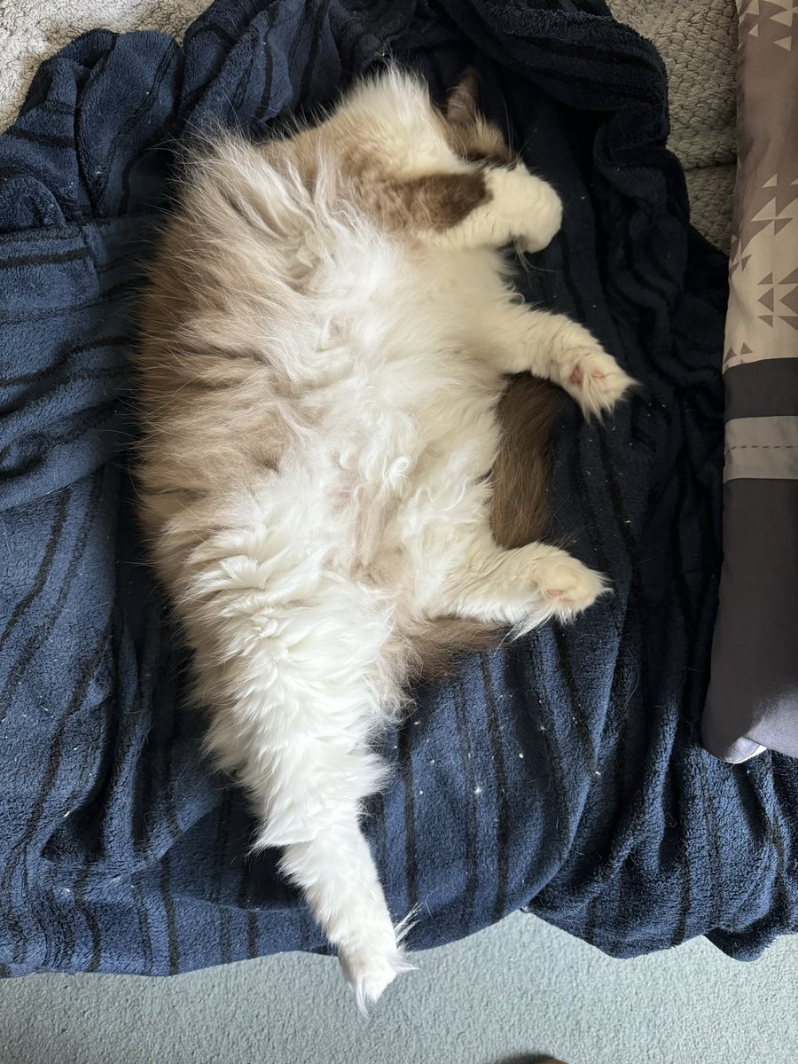 Merlin is having a nap #catsoftwitter #ragdollcats