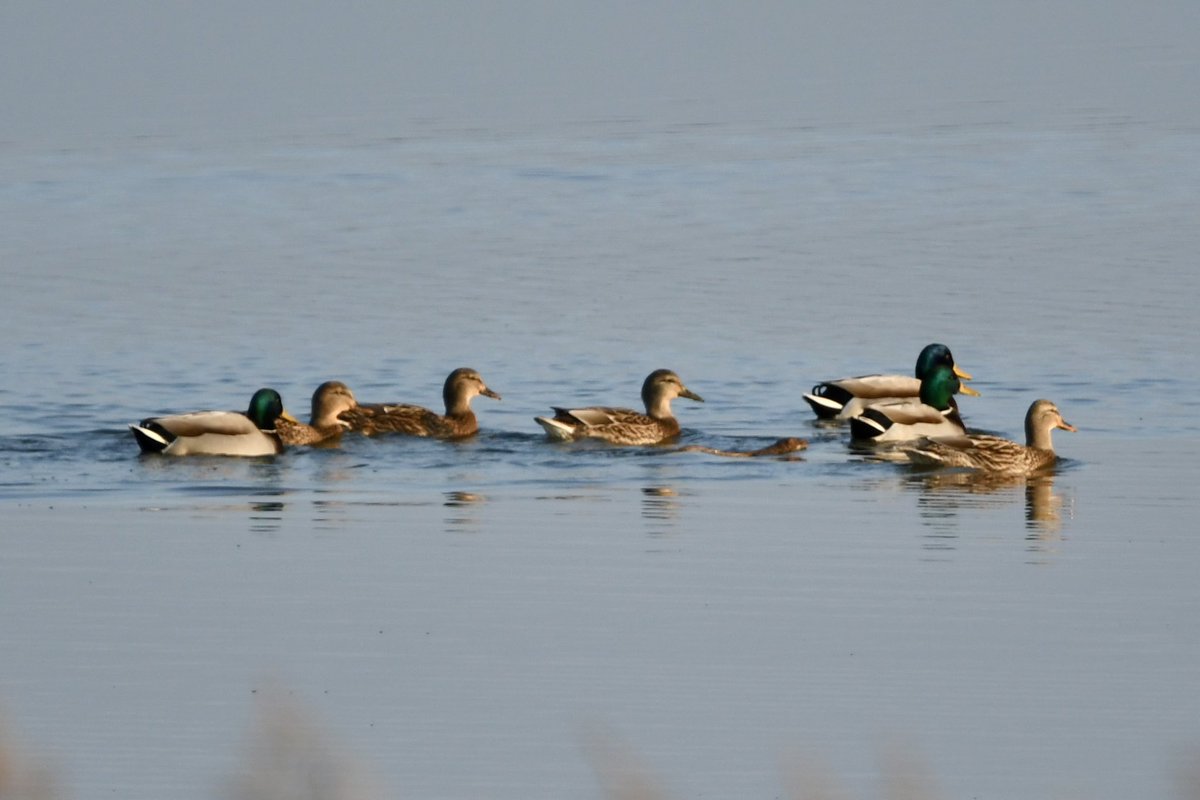 Stan Davis tweet media