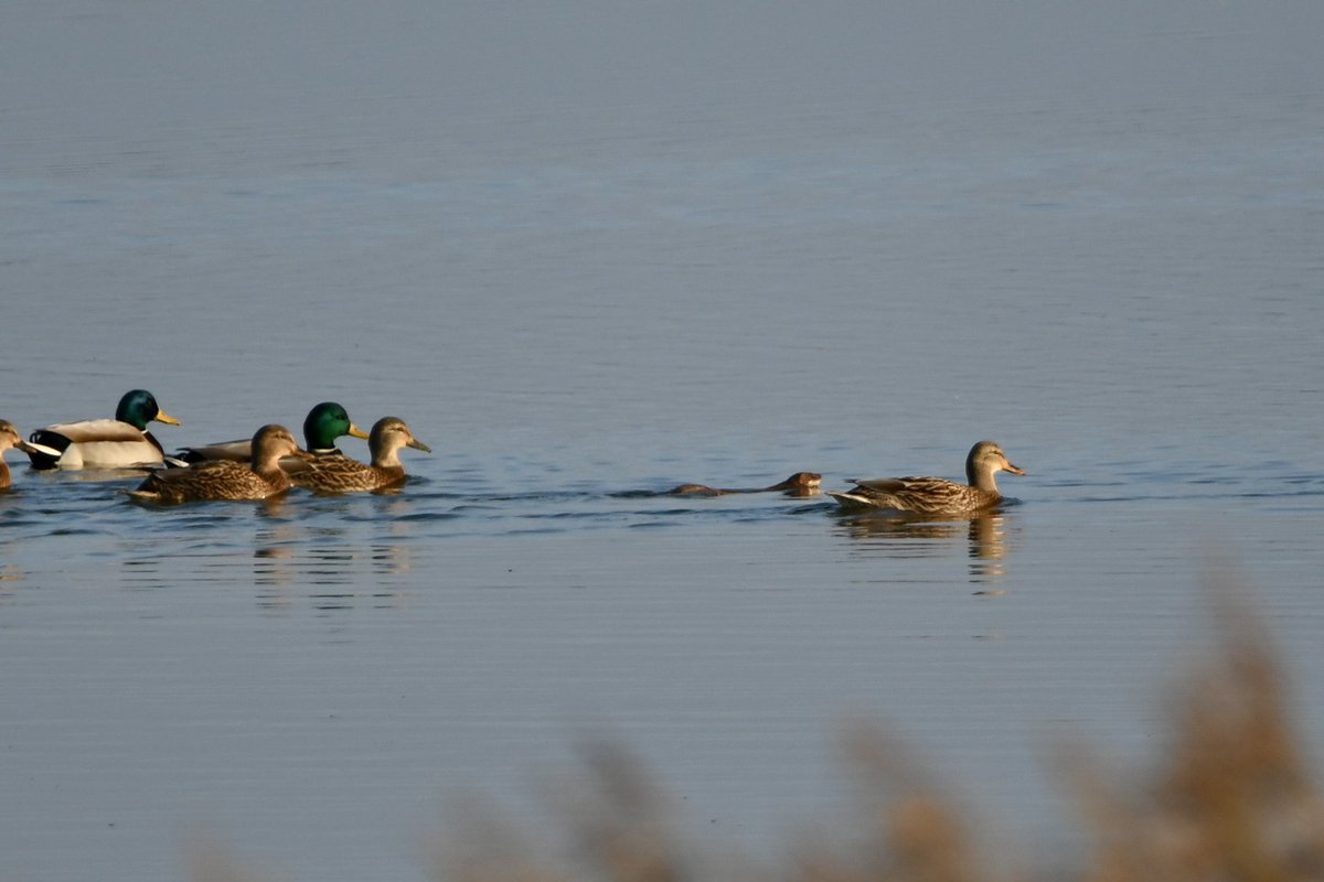 Stan Davis tweet media