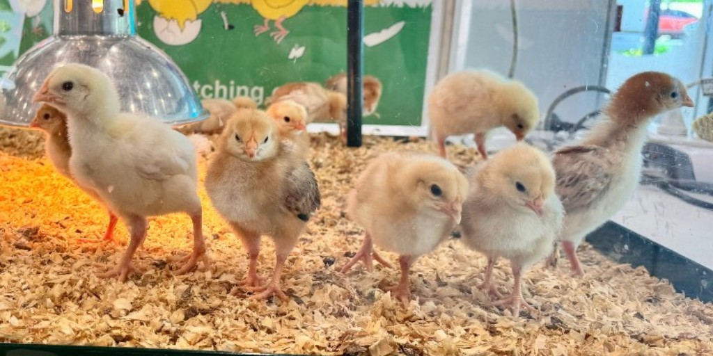 Cheep, cheep! What's that sound? 🐣🐤🐥 Smiling faces were guaranteed at Hear and Say Ashgrove this week with 14 little chicks temporarily calling our centre home. 
 
#hearandsay #chickensofinstagram