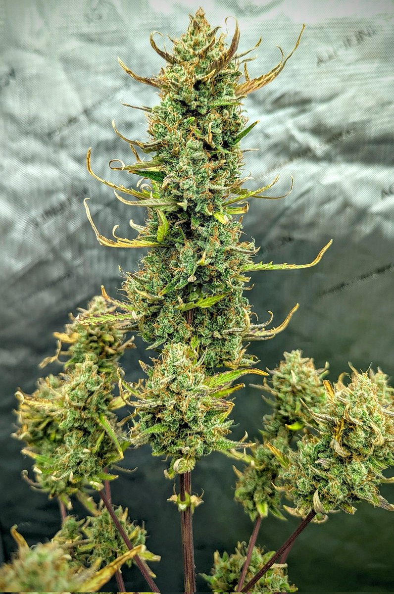 SmashGrows's tweet photo. Another little #solocup auto grow with Mexican Airlines auto. Turned out better than I expected. Got 34g out of her. I should do better when I do a second round of solos.
#MegaCrop #growyourown #cannabisculture #cannabiscultivation #Mmemberville https://t.co/xmlZ5061wx