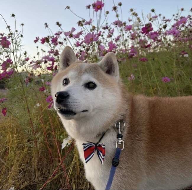 6/12から愛知県刈谷市で、
愛犬こたろうを探しています🐕😢
9月下旬から目撃情報途絶えてます。
誰か見てないですか？

見かけましたら、
おやつで惹きつけ、
保護してくださった後、
刈谷警察か愛知県保護センターに
電話をお願いします🙇‍♀️
#迷子犬 #愛知県 #刈谷市 #安城市 #拡散希望 #柴犬