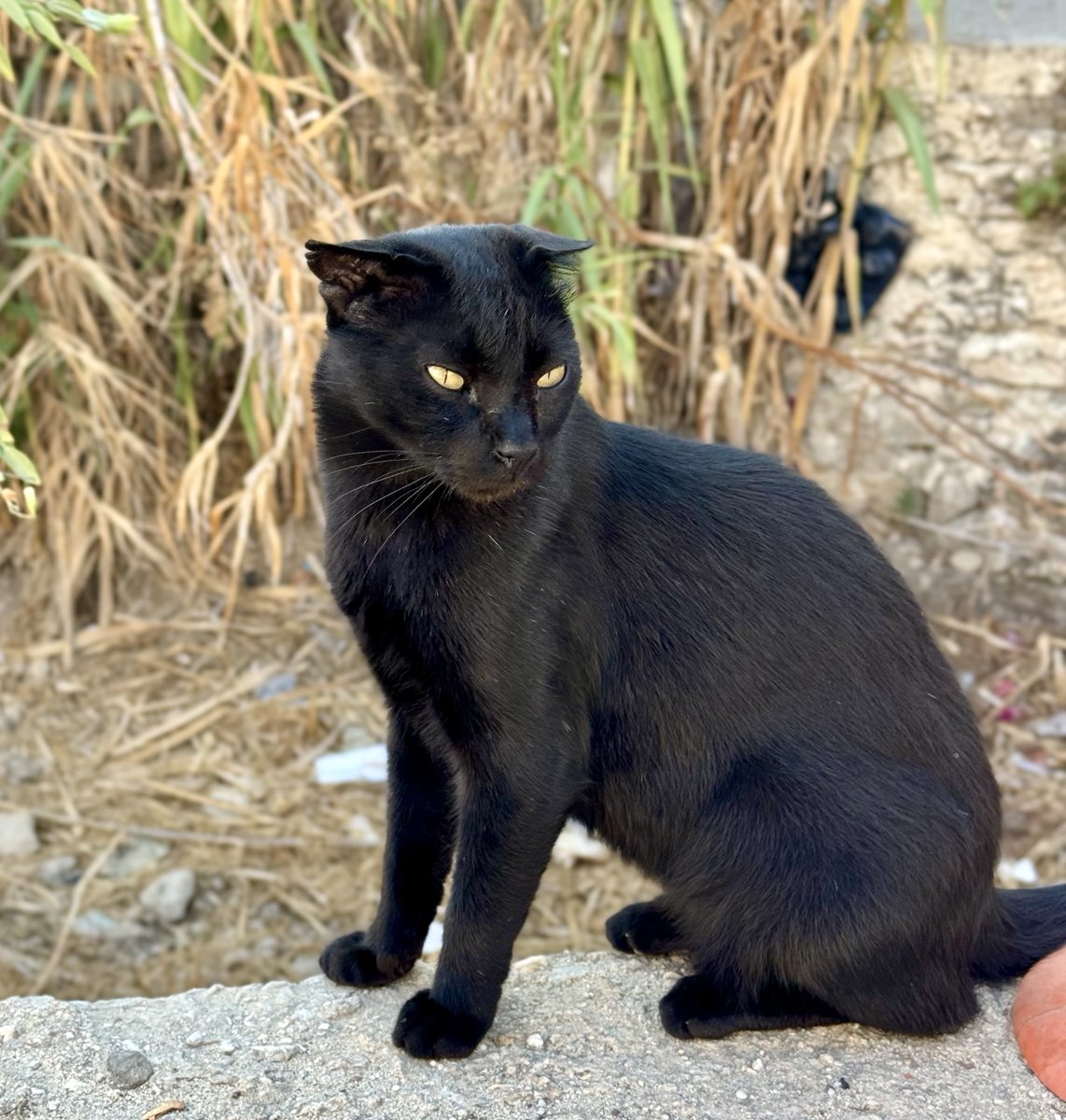 CatsofIraklia's tweet photo. Koulis is a much-loved character and neutered male who lives by the port on this tiny Greek island where we care for the Aegean #Cats 
You can help the #cats by making a small donation to fund life-saving medicines, neutering and food. Purr!
#CatsAreFamily
https://t.co/eBupPyi1fn https://t.co/h8N9c9F0cg